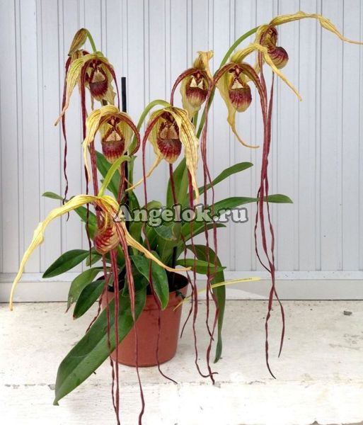 фото Фрагмипедиум (Phragmipedium humboldtii) от магазина магазина орхидей Ангелок