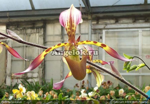 фото Пафиопедилум (Paph.haynaldianum × spicerianum) Тайвань от магазина магазина орхидей Ангелок