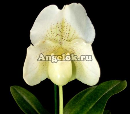 Пафиопедилум Белая Леди (Paphiopedilum White Lady)