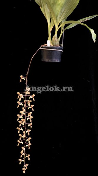 фото Гонгора (Gongora scaphephorus) от магазина магазина орхидей Ангелок
