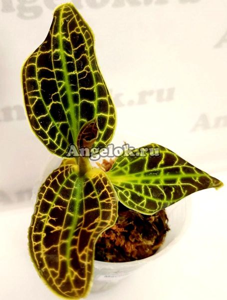 фото Макодес (Macodes sanderiana) Тайвань от магазина магазина орхидей Ангелок