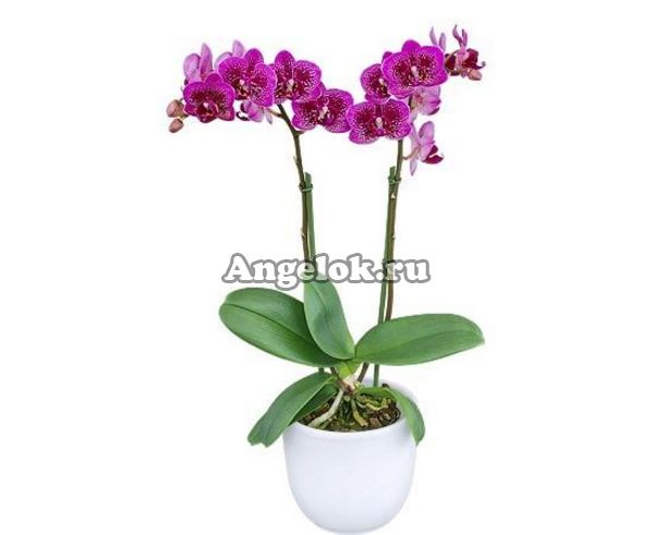 фото Фаленопсис детка (Phalaenopsis Happy Hour) от магазина магазина орхидей Ангелок